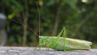 0200bz3g-cdbd-321x184.jpg