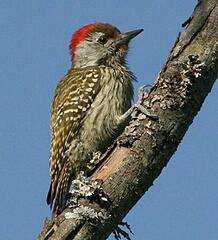 0200bzly-d447-218x240.jpg