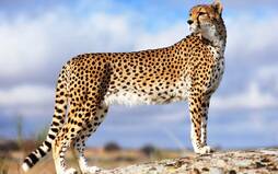 0200bzsf-5019-254x159.jpg