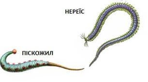 Кільчасті черви