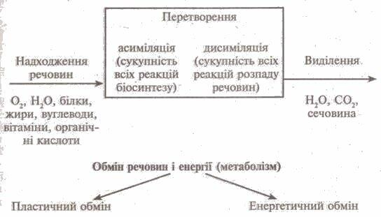 https://subject.com.ua/lesson/biology/9klas/9klas.files/image070.jpg