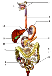 0200cesz-99b4-173x253.png