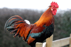 0200cgqu-d6a3-249x166.gif