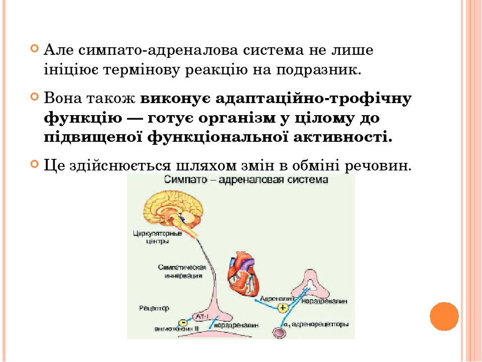 Симпато адреналовая система схема