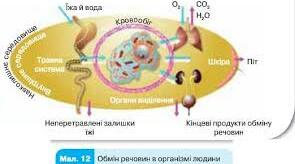 Обмін речовин та енергії (підсумковий)