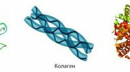 (Копія) (Копія) Білки. Ферменти
