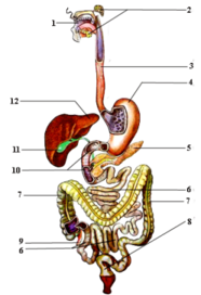 0200cogk-31eb-186x272.png