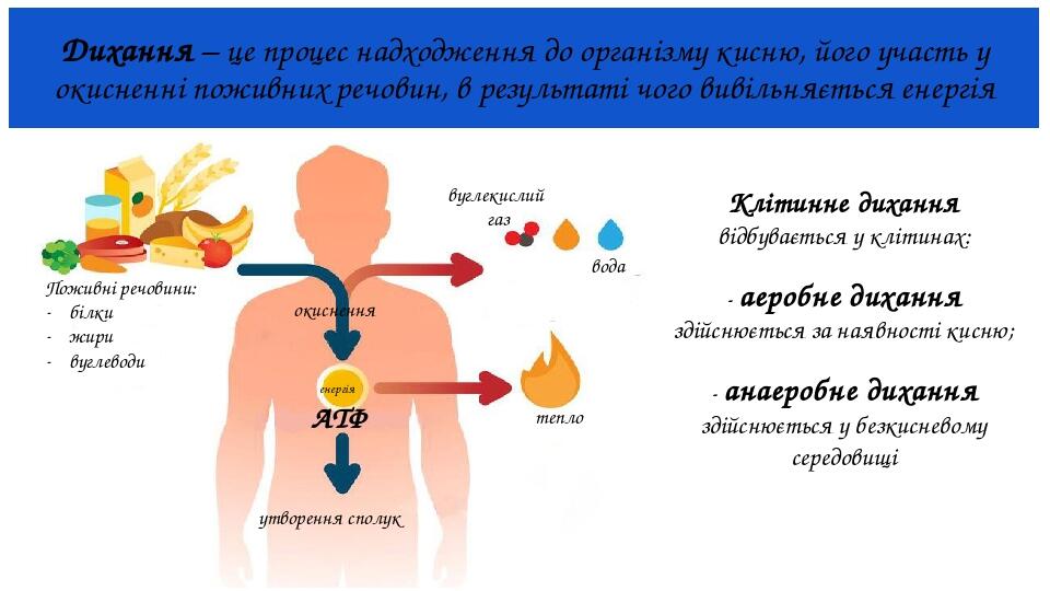 Prezentaciya Z Temi Klitinne Dihannya