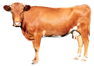 0200cplo-6224-367x257.png