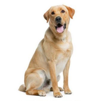 0200cpm3-d312-340x323.png
