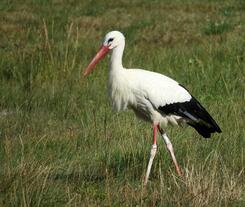 0200css2-1697-245x207.jpg