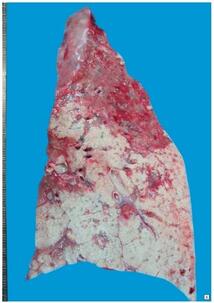 0200cumt-5e53-214x303.jpg