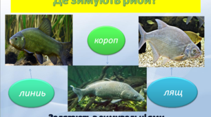 Презентація " Як зимують риби"