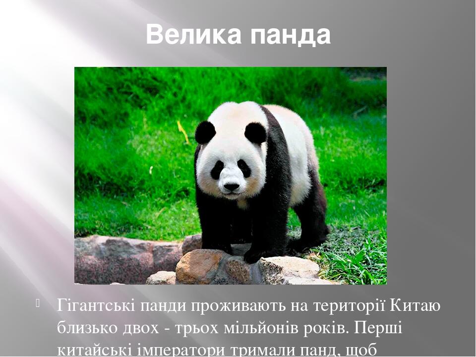 Описание панды. Информация о панде. Описание панды на английском. Про панду на английском