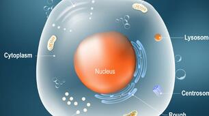 What do you know about a living cell?