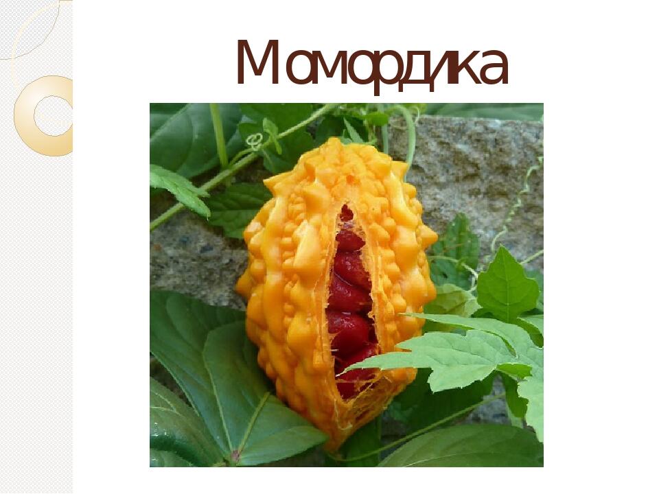 Момордика семена фото