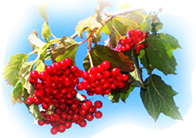 0200drqk-9932-204x144.png