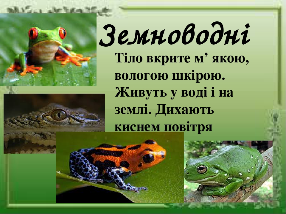 Презентація "Плазуни і земноводні"