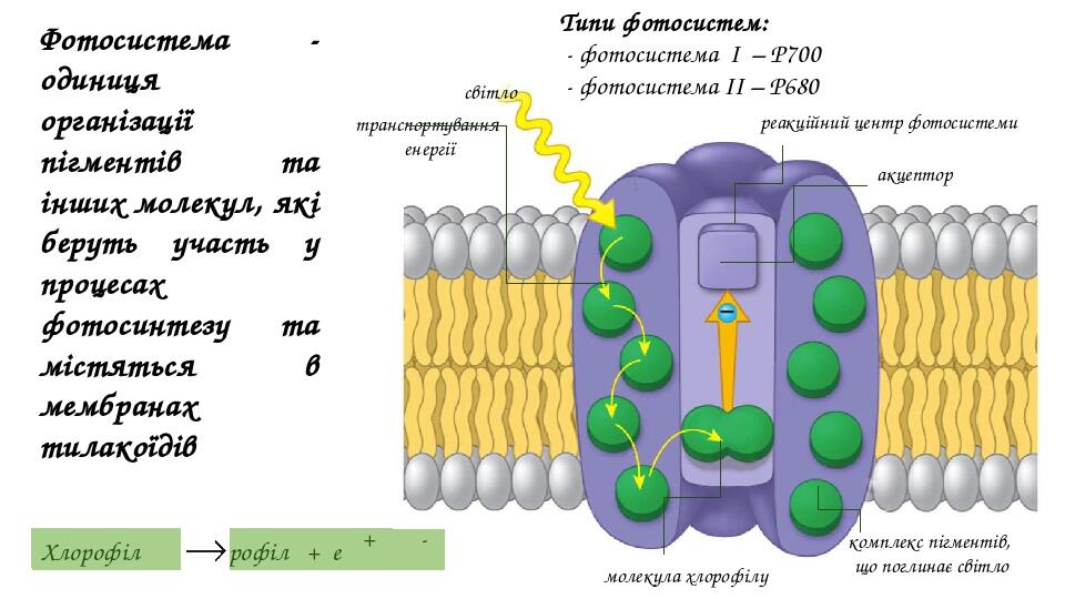 Процессы фотосистемы 1