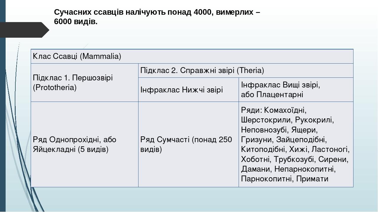 Сучасних ссавців налічують понад 4000, вимерлих – 6000 видів. Клас Ссавці (Mammalia) Підклас 1.Першозвірі(Prototheria) Підклас 2. Справжні звірі (T...