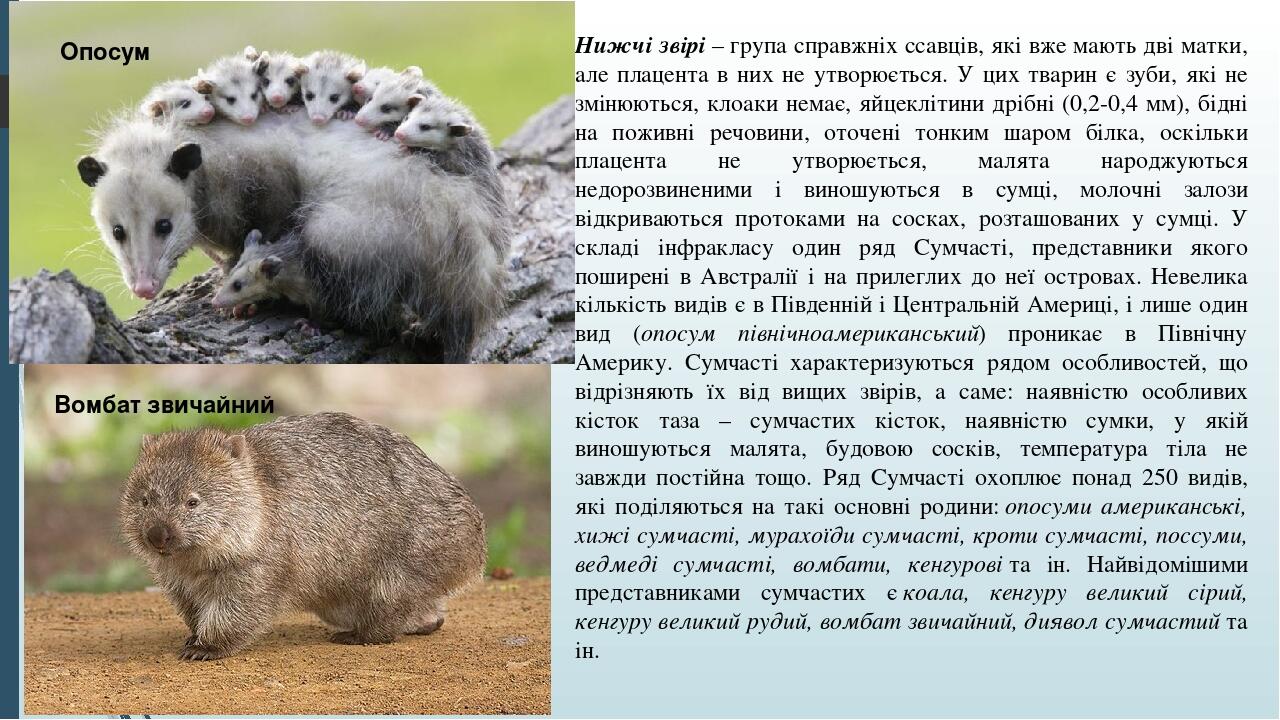 Нижчі звірі – група справжніх ссавців, які вже мають дві матки, але плацента в них не утворюється. У цих тварин є зуби, які не змінюються, клоаки н...