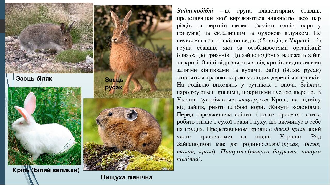 Зайцеподібні – це група плацентарних ссавців, представники якої вирізняються наявністю двох пар різців на верхній щелепі (замість однієї пари у гри...
