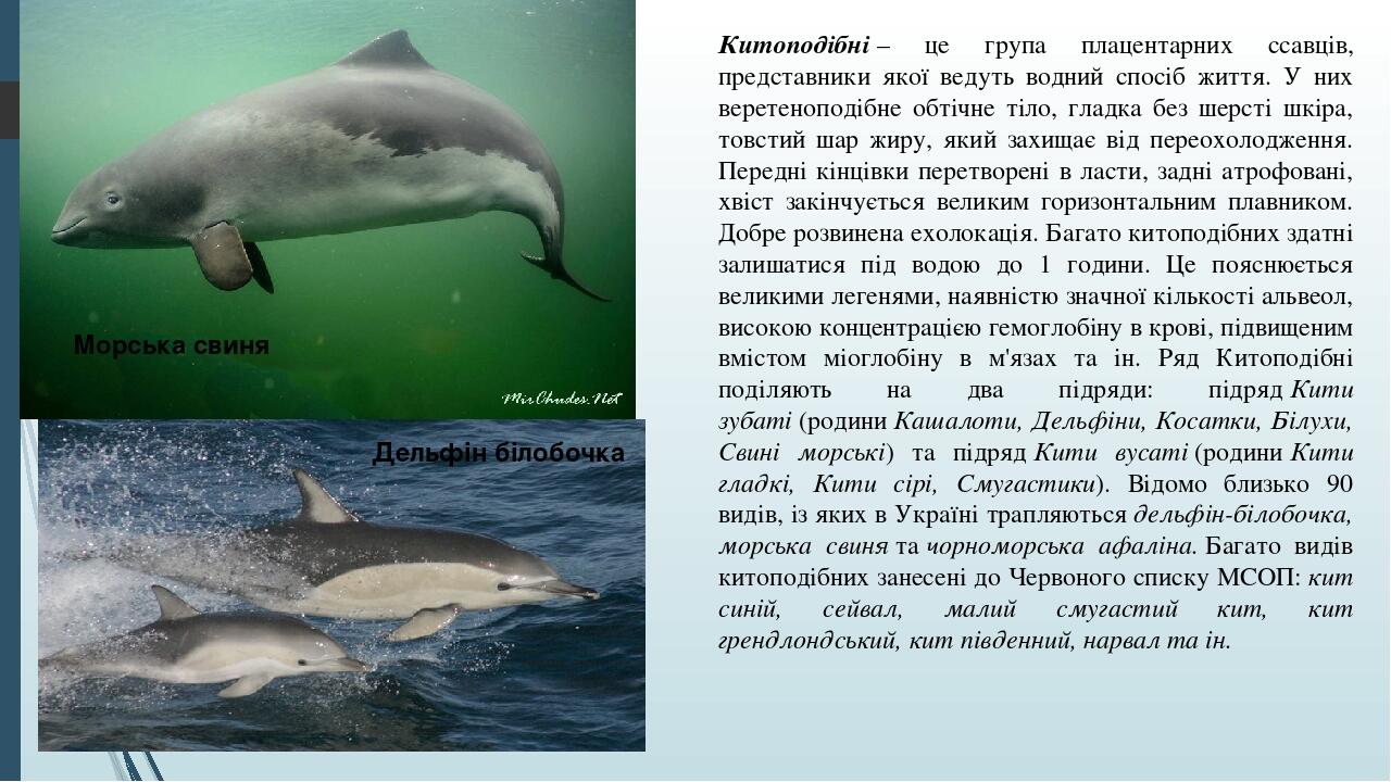 Китоподібні – це група плацентарних ссавців, представники якої ведуть водний спосіб життя. У них веретеноподібне обтічне тіло, гладка без шерсті шк...