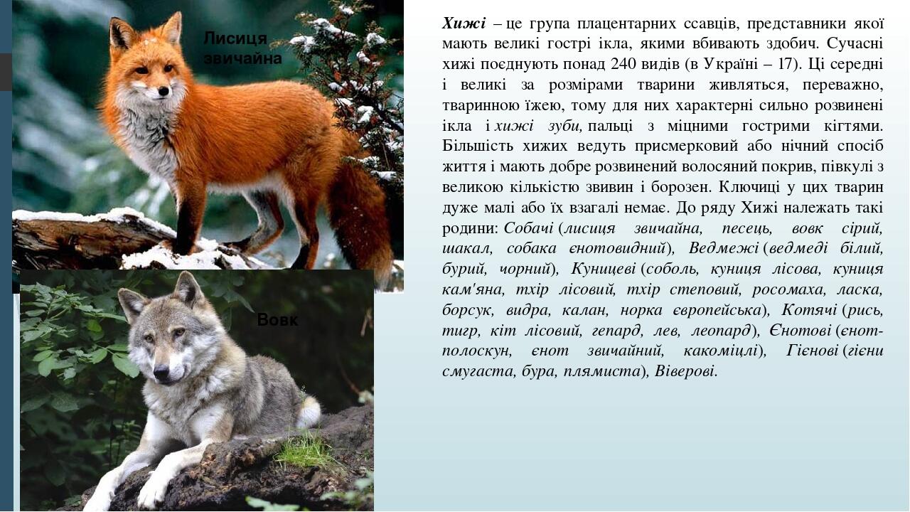 Хижі – це група плацентарних ссавців, представники якої мають великі гострі ікла, якими вбивають здобич. Сучасні хижі поєднують понад 240 видів (в ...