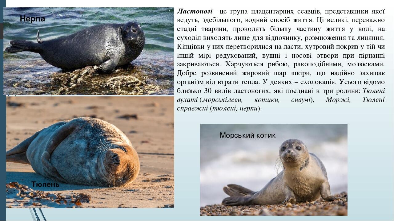 Ластоногі – це група плацентарних ссавців, представники якої ведуть, здебільшого, водний спосіб життя. Ці великі, переважно стадні тварини, проводя...