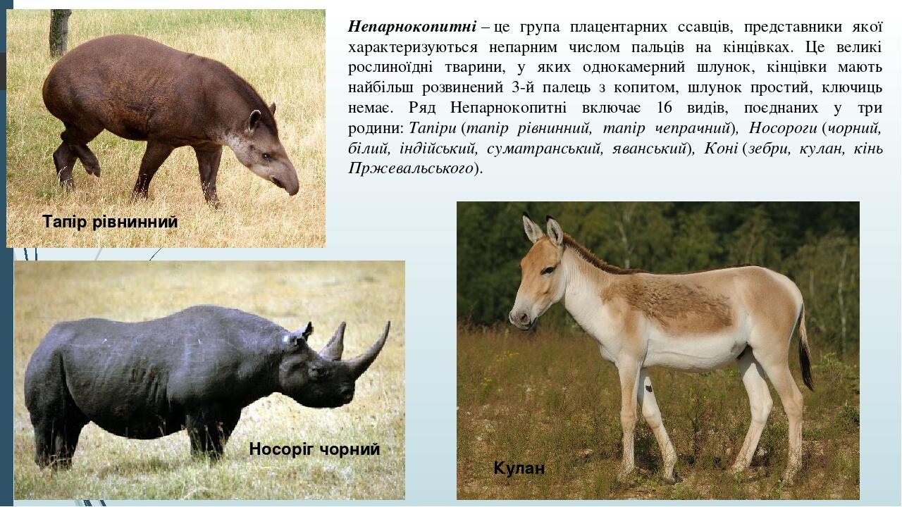 Непарнокопитні – це група плацентарних ссавців, представники якої характеризуються непарним числом пальців на кінцівках. Це великі рослиноїдні твар...