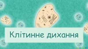 10-Б-Енергетичне забезпечення процесів метаболізму