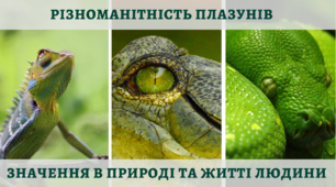Різноманітність плазунів. Роль плазунів в природі та житті людини