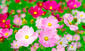0200eb0e-c7d5-85x51.jpg