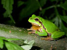 0200edv4-bc3c-233x175.jpg