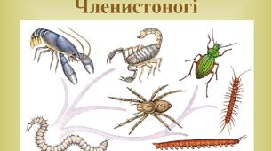 Тестові завдання до теми "Тип Членистоногі"