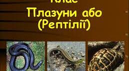 Презентація "Рептилії. Визначальні ознаки будови,   біологічні особливості, середовища існування"
