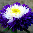 0200eg3g-ff4b-109x109.jpg