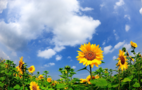 0200ejjo-36d0-142x90.png