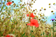 0200ejlq-8f96-113x75.png