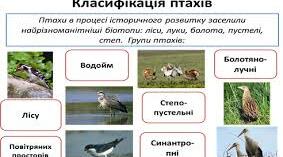 Презентація "Екологічні групи птахів"