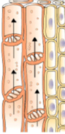 0200ek57-4c94-65x134.png