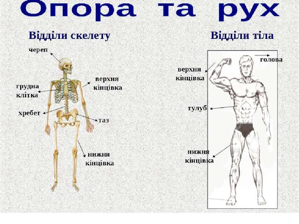 Презентація "Частини тіла людини та їх функція" | Презентація. Я ...