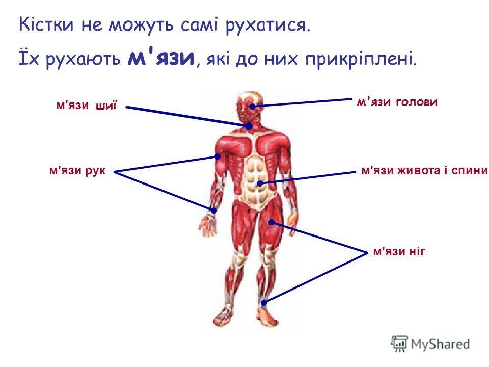 Презентація "Частини тіла людини та їх функція" | Презентація. Я ...