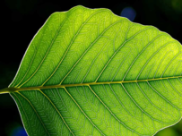 0200ers1-cb97-203x152.png