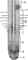 0200erth-d19b-101x212.png