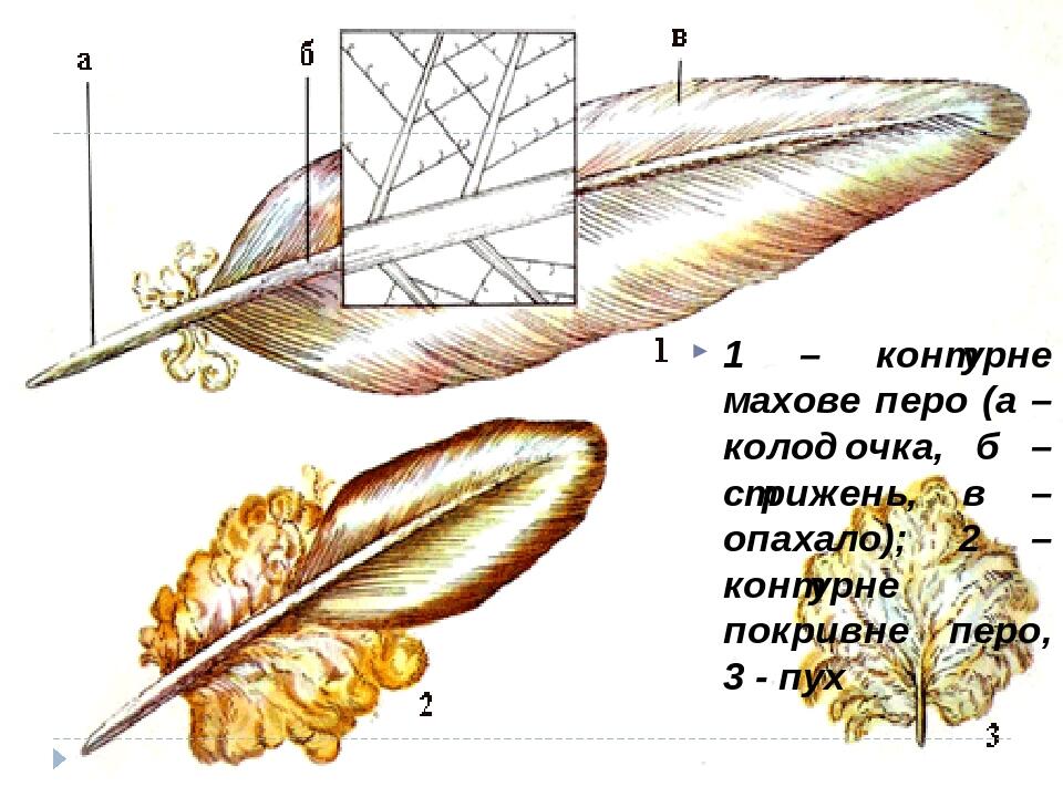 Схема строения контурного пера