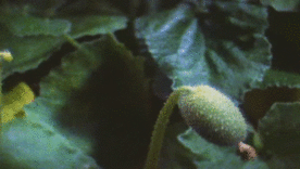 0200ex0o-5105-276x156.gif