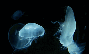 0200ex0q-77a8-308x187.gif