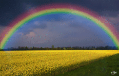 0200f11m-69cd-389x250.gif