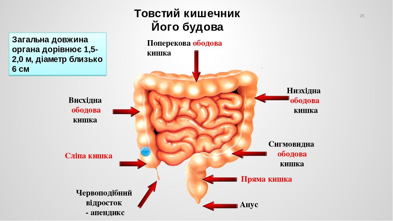 12 перстная кишка фото